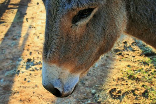 Face Of A Donkey