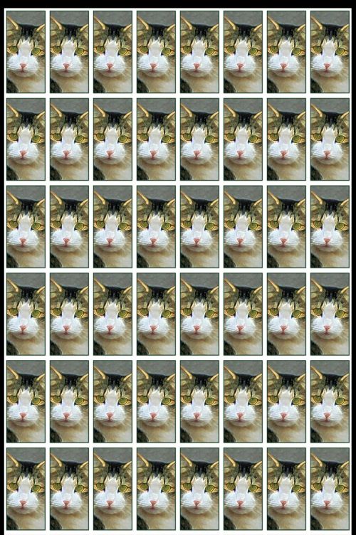 Face Of Cat Wallpaper