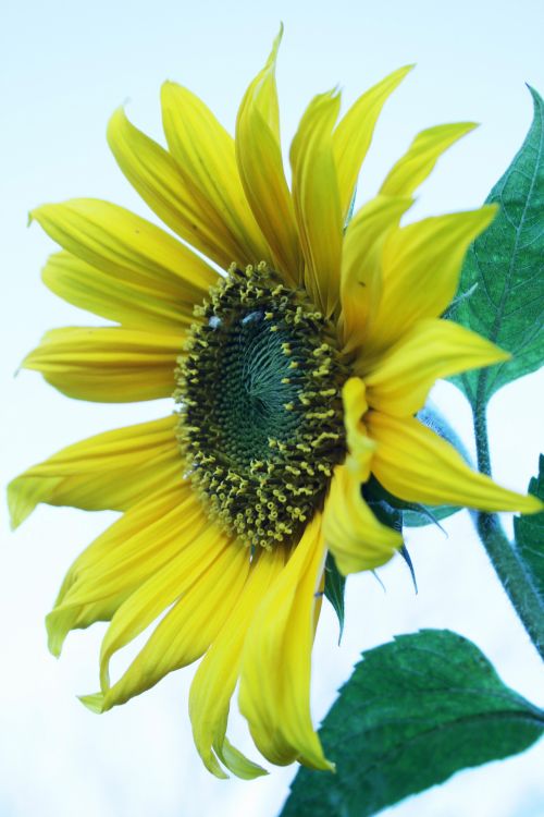 Face Of Sunflower