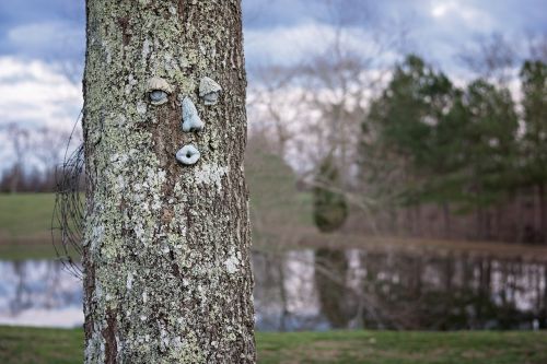 face on tree tree pond