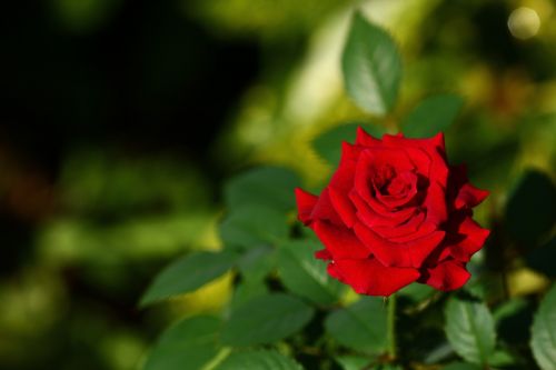 love rose social