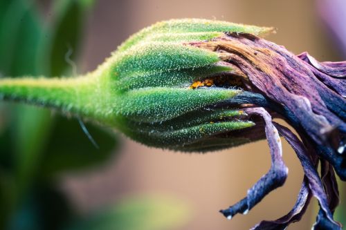 faded macro osteospermum ecklonis