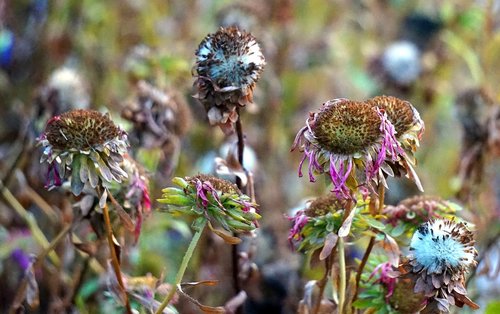 faded  autumn  flowers