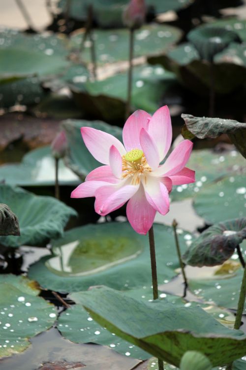Faded Lotus Flower In Blossom, Pink