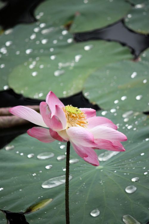Faded Lotus Flower In Blossom