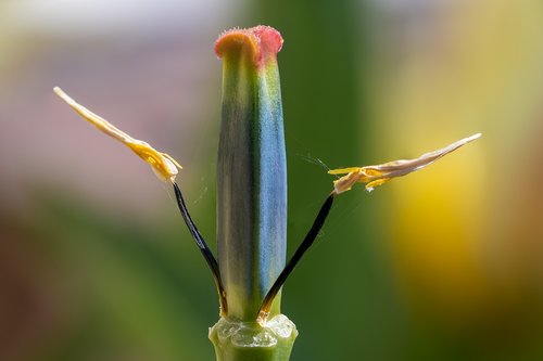 faded tulip  spring  pestle
