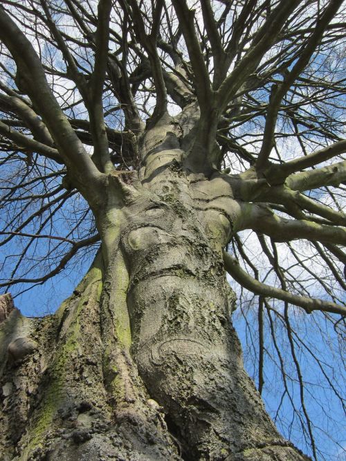 fagus sylvatica european beech common beech