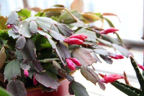 fairy christmas cactus plant