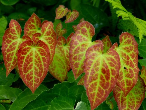 fairy flower epimedium beautiful leaf drawing