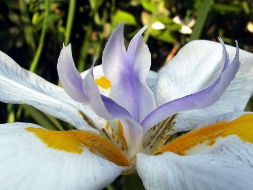 fairy iris garden flower