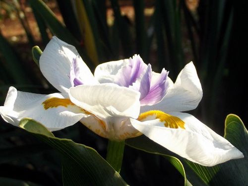 fairy iris flower flowers