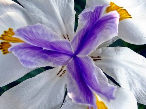 fairy iris flower flowers