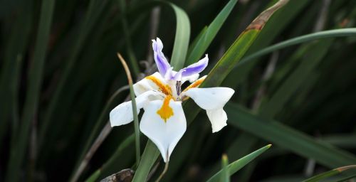 Fairy Iris Flower