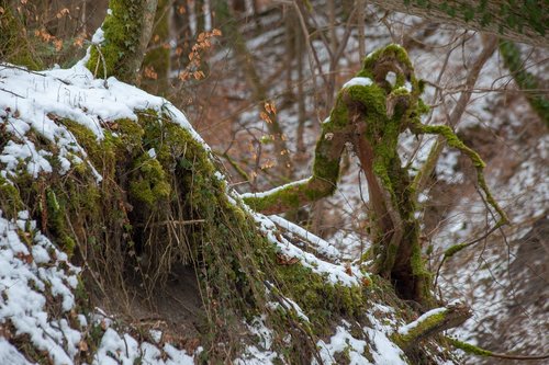fairy tale forest  mythical creatures  creepy