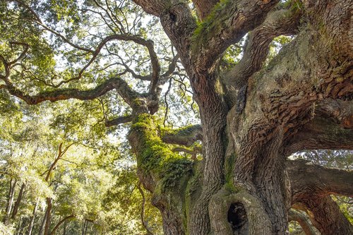 fairy tree  south carolina  ancient