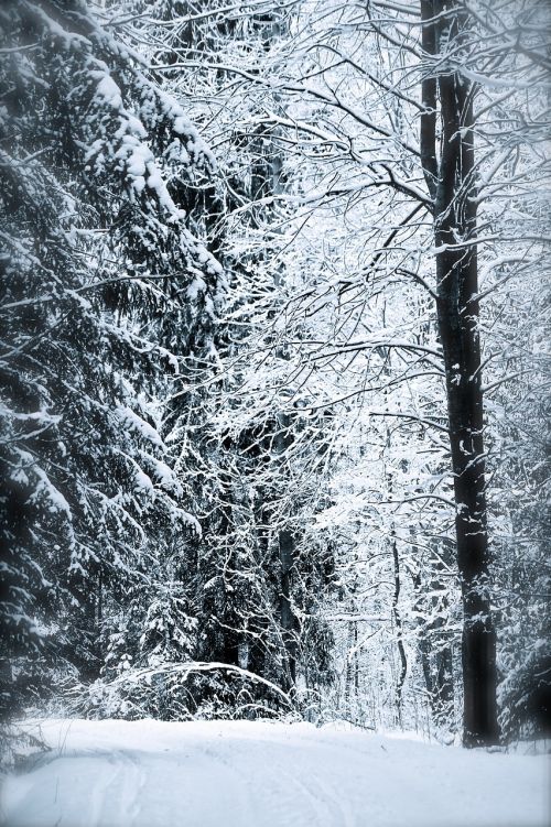 fairytale forest snow