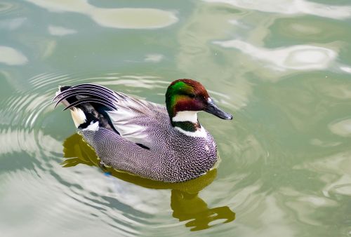 falcated duck plumage