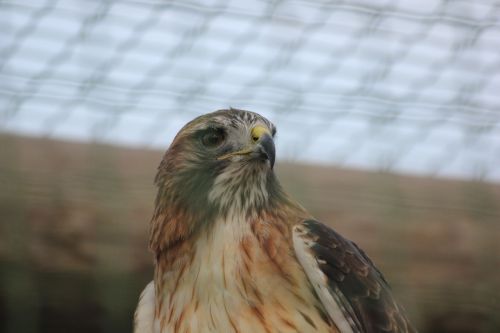 falco laying raptor