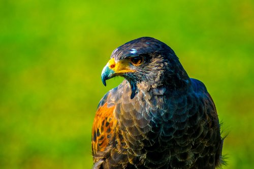 falco  hawk  bird