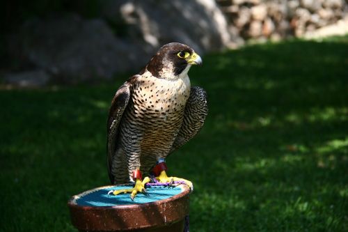 falcon falconry peñíscola