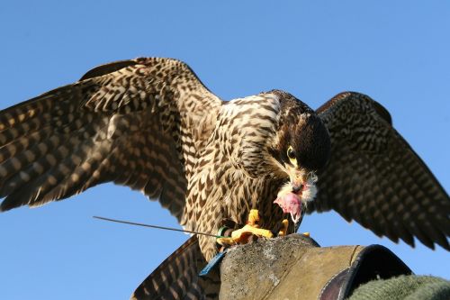 falcon raptor bird of prey