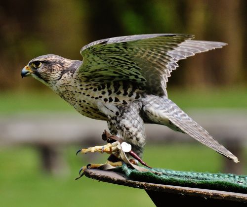 falcon wildpark poing raptor