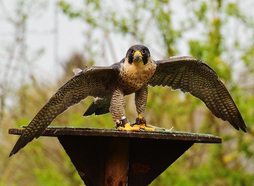 falcon wildpark poing raptor