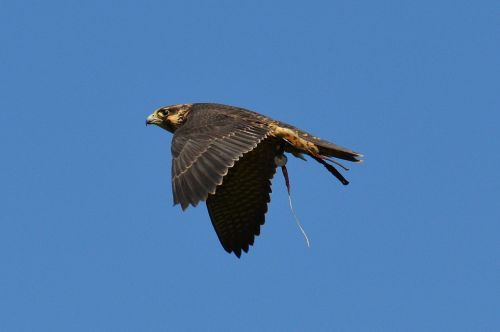 falcon wildpark poing flight