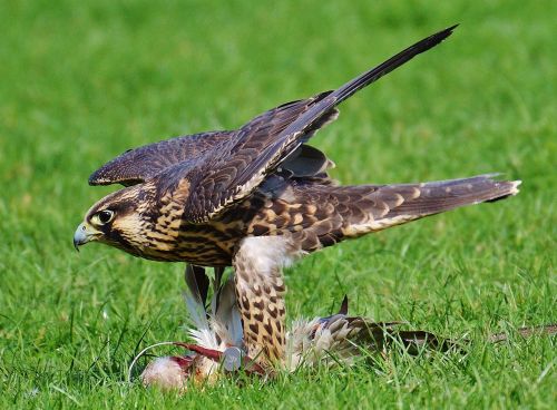 falcon wildpark poing prey