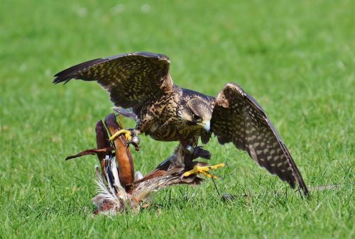 falcon wildpark poing prey