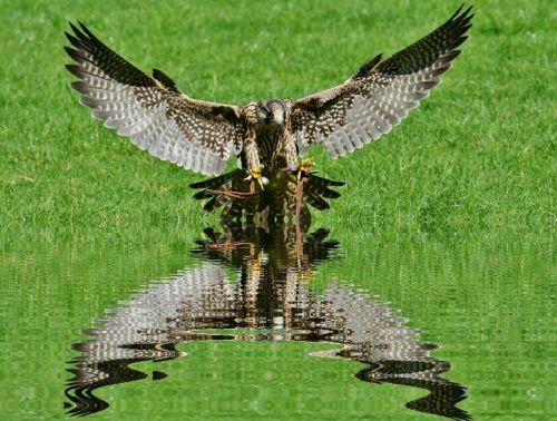 falcon mirroring water