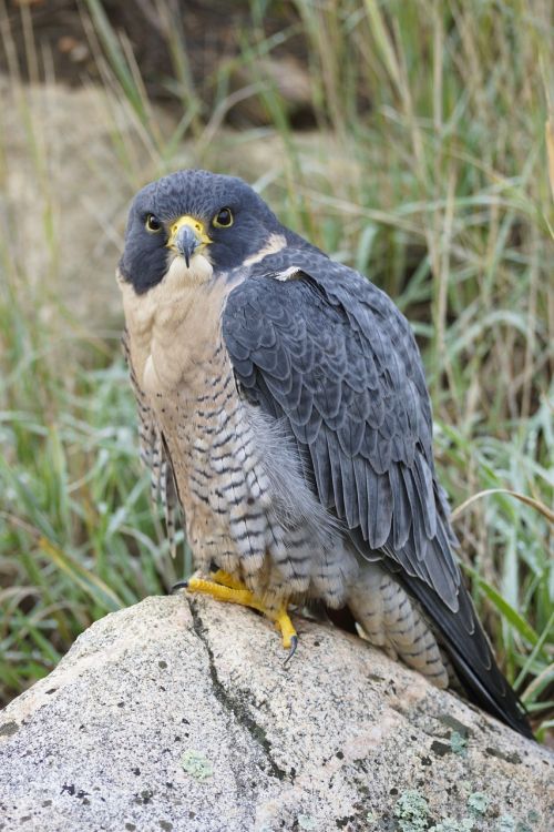 falcon raptor bird