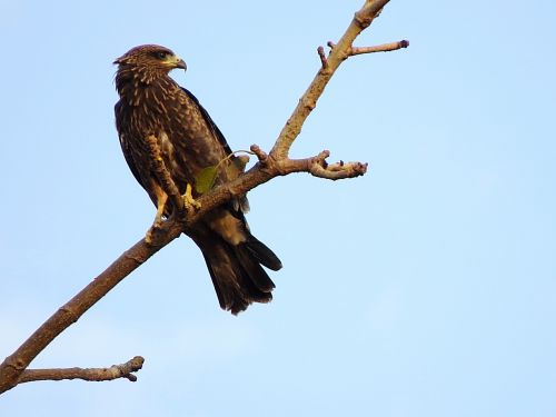falcon eagle bird of prey
