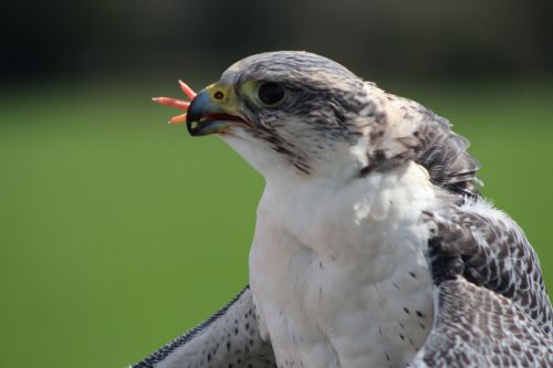 falcon bird bird of prey