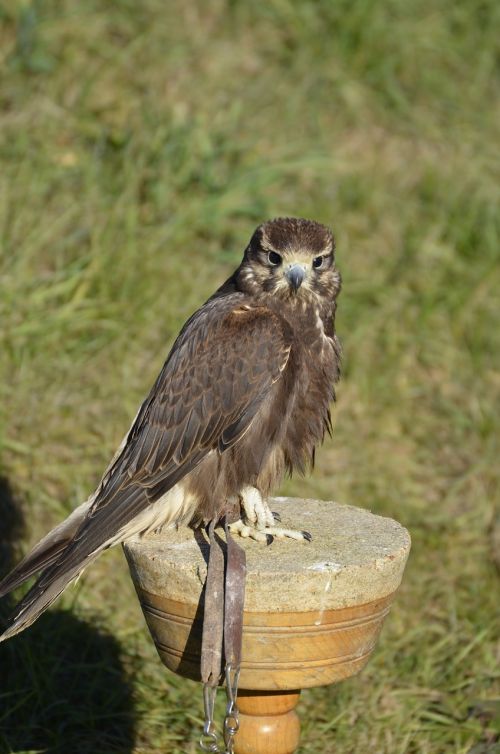 falcon brown falconry