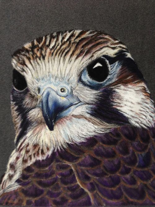 falcon bird animal
