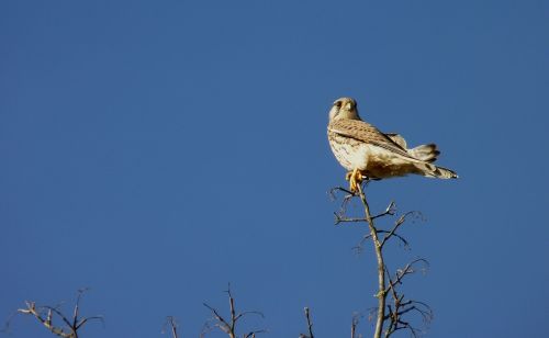 falcon bird sky