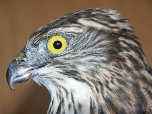 falcon head bird of prey