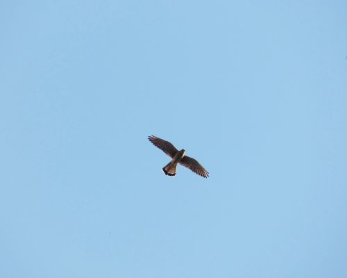 falcon sky birds