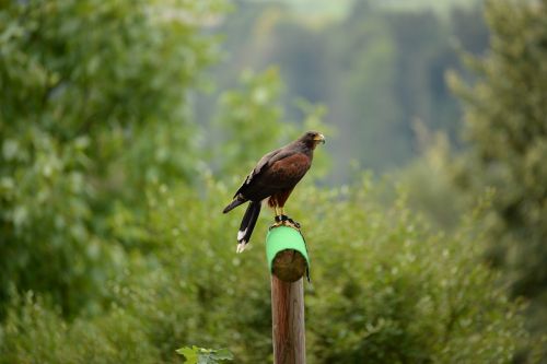 falcon perching bird