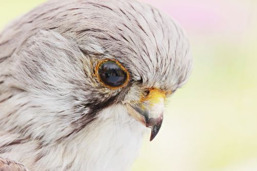 falcon bird stuffed