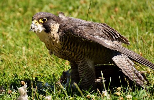 falcon bird prey