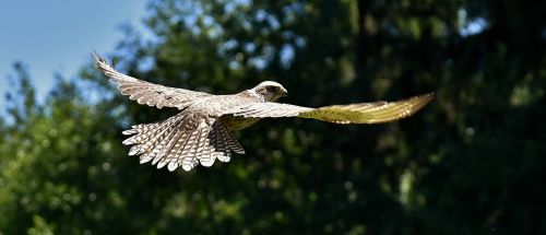 falcon bird of prey wildlife photography