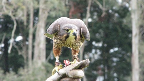 falcon bird nature