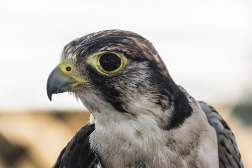 falcon bird of prey wild