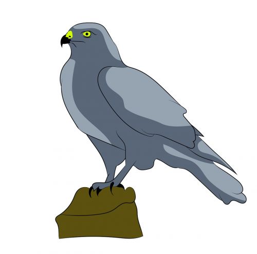 falcon bird predator