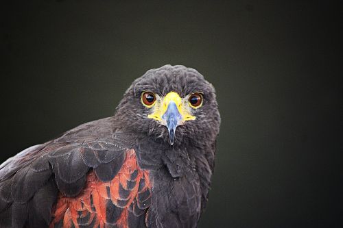 falcon aguila wings