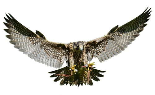 falcon approach prey