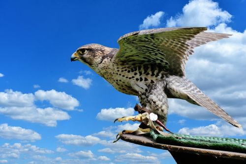 falcon wing bird of prey