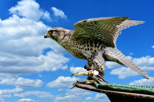 falcon raptor wild animal